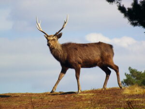 deer at arne nature reserve dorset