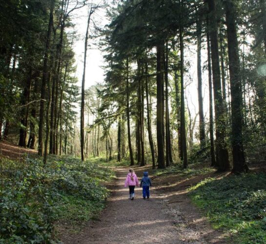 autumn walk in thorncombe woods