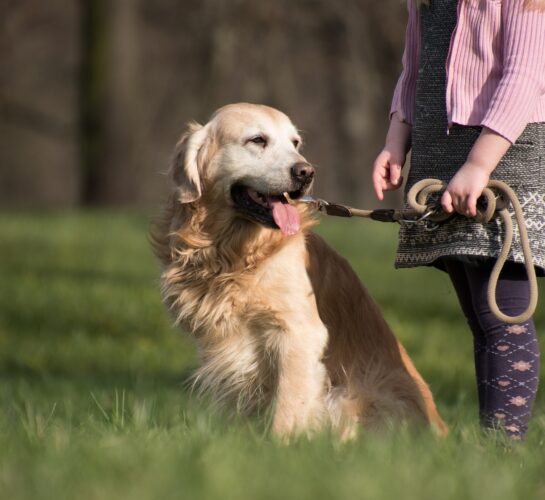 dog friendly attractions dorset