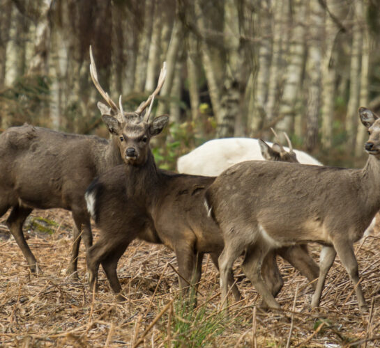 deer arne nature reserve