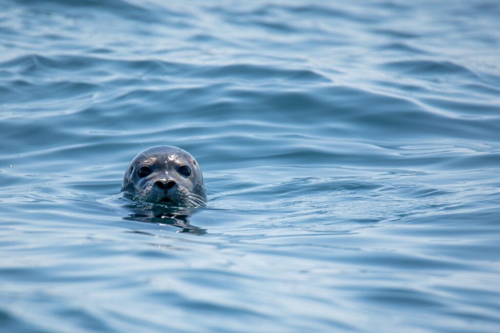 seal spotting dorset