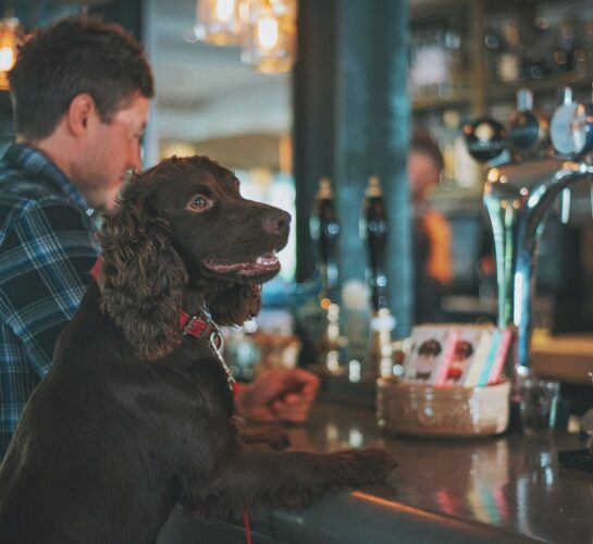 dog friendly pub cafe restaurant swanage