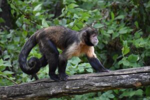 monkey on branch