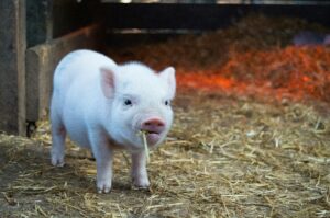piglet in hay