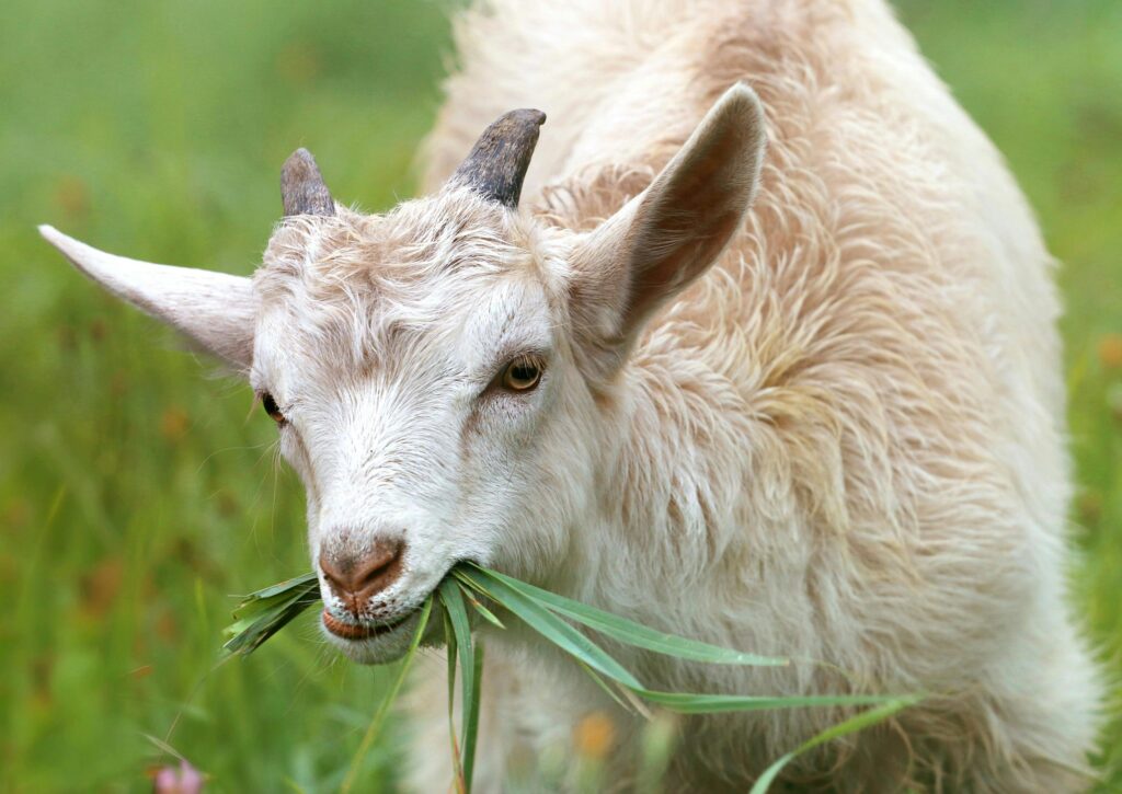 goat eating grass